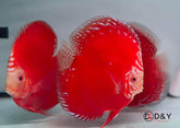 X1 Live Discus Fish - Red Raffalisa Discus - Size 4.5in - 5in + USA Stock